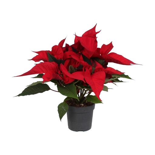 [23-35] Poinsettia (Euphorbia) نبتة عيد الميلاد (يوفوربيا)