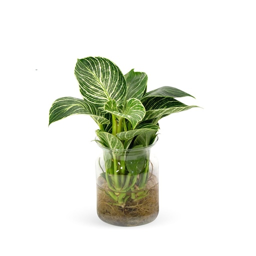 [22-5095] Birkin Plant on Water - 14/25