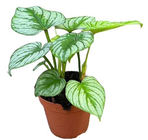 [2190-1] Philodendron Mamei Silver Cloud - 17/25