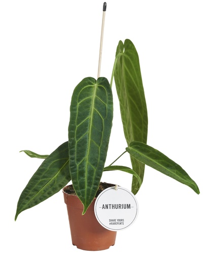 [AN-30] Anthurium Warocqueanum
