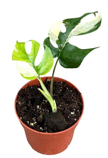 [2235-1] Rhaphidohora Tetrasperma Variegated