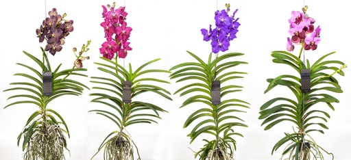 [P-20] Vanda Hybrid Mix فاندا هجين مكس