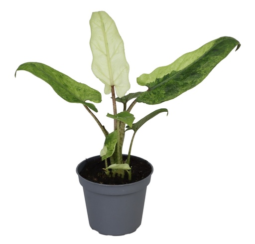 [A-44] Alocasia Lauterbachiana  Variegated - 6/15