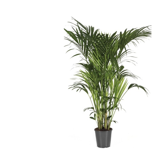 [HF-24] هاويا فورستيريانا - 27/180