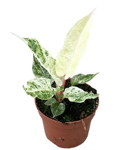 [A-40] Anthurium Bonplandii Variegata أنثوريوم بونبلانديي فاريغاتا