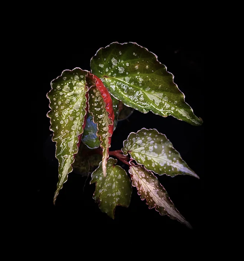 [B-57] Begonia Sp Dotted Tree