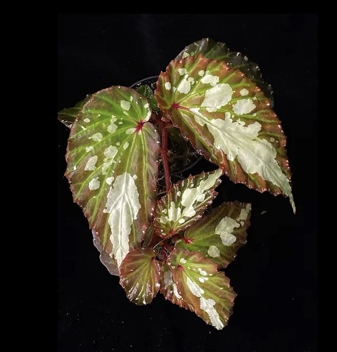 [B-58] Begonia Mantuk بيغونيا مانتوك
