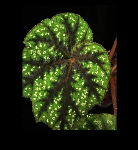 [B-63] Begonia Shiwanshanensis