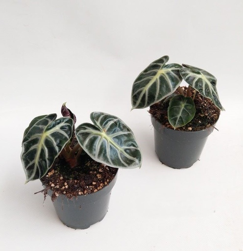 [A-21] Alocasia Balloon Heart