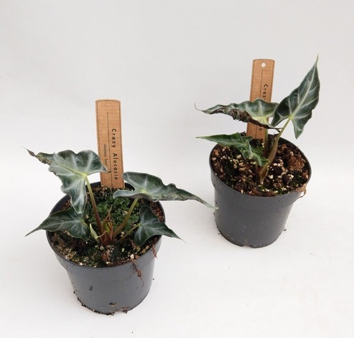 [A-22] Alocasia Loco