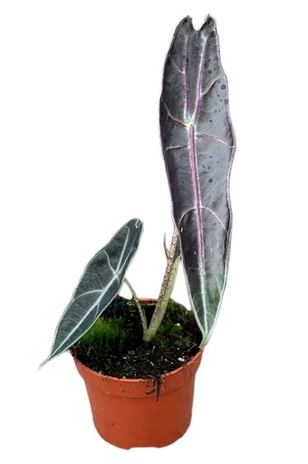 [A-25] Alocasia Longiloba Purple