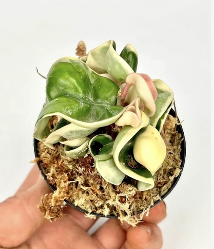 [3004-2] Hoya Compacta Variegated هويا كومباكتا متعددة الألوان