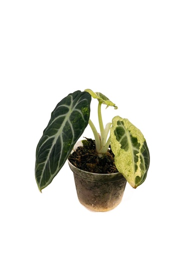 [A-26] Alocasia Black Velvet Albo ألوكاسيا المخمل الأسود ألبو