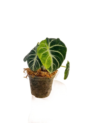 [A-27] Alocasia Black Velvet Aurea