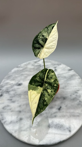 [A-28] Alocasia Dragon Scale Variegated Albo