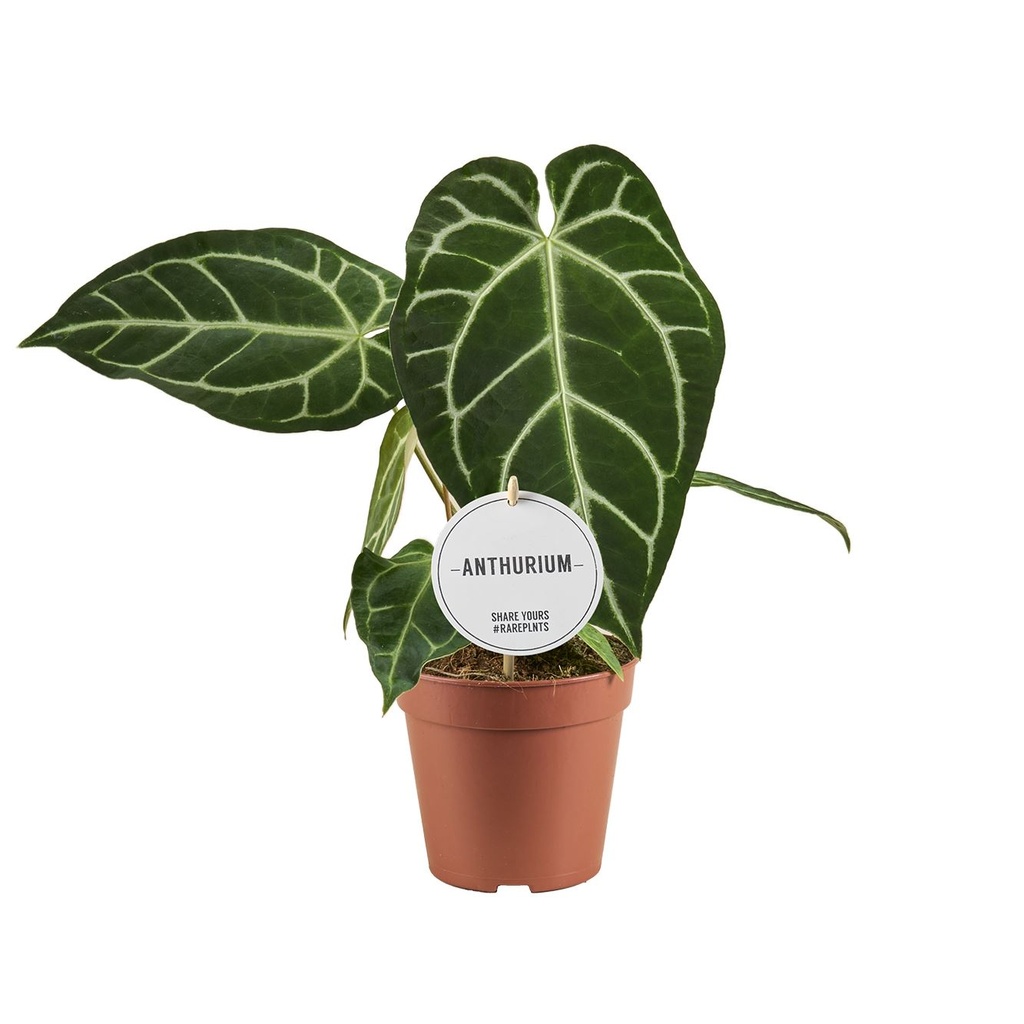 Anthurium Crystallinum x Regale | Terra Garden