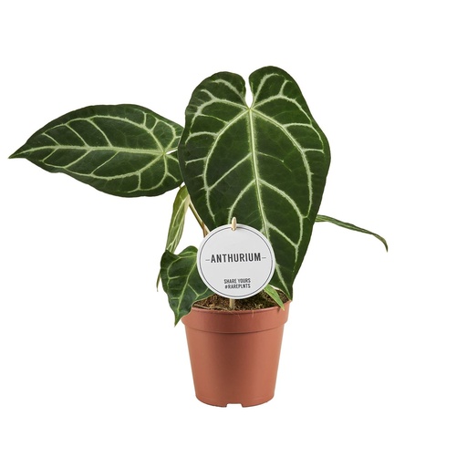 [AN-31] Anthurium Crystallinum x Regale