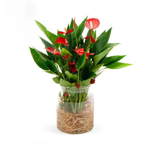 [22-5096] Anthurium Plant on Water - 14/25