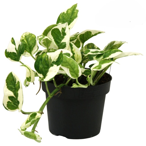 [VGP-0004] Epipremnum Pinn N'Joy