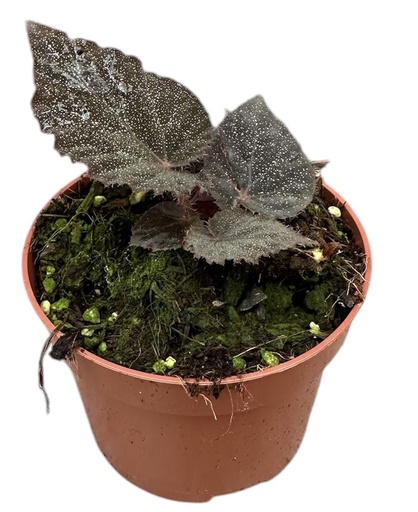 [B-69] Begonia Taconite بيغونيا تاكونيت
