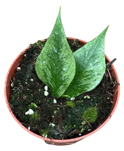 [HO-180] Hoya Polyneura Broget (Fishtail) هويا بولينورا (ذيل السمكة)