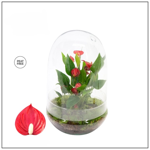 [5070] Anthurium Arrangement 2