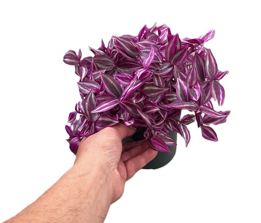 [2510] Tradescantia Pink Paradise تراديسكانتيا جنة الوردي