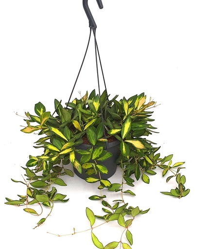 [HO-60] Hoya DS70 - Hanging Plant هويا DS70 - نبتة معلقة