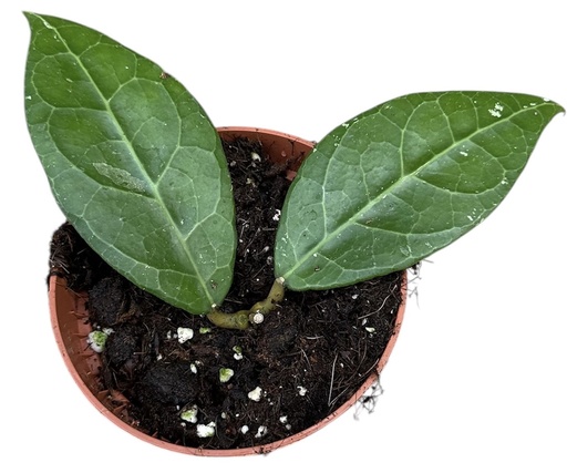 [HO-61] Hoya Verticillata Lampung