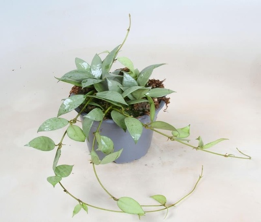[HO-62] HOYA LACUNOSA