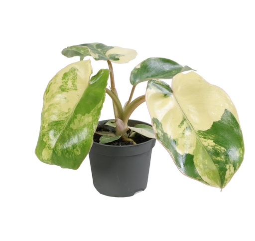 [PH-1040] Philodendron Burle Marx Variegated - P6