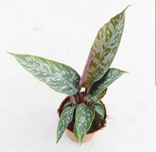 [AP-1200] Apoballis Acuminatissima 