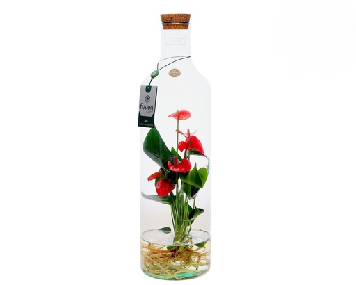 [5080] Anthurium Arrangement 3