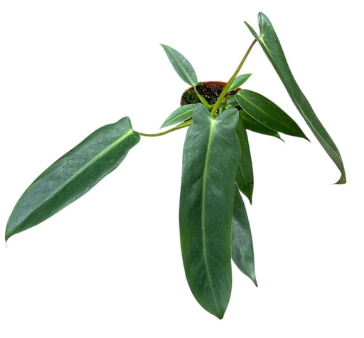 [PH-1070] Philodendron Spiritus Sancti فيلودندرون سبيريتوس سانكتي