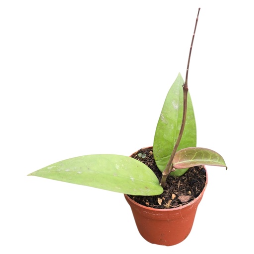 [HO-161] Hoya Parasitica Red Leaf Hoya Parasitica Red Leaf هويا باراسيتيكا – ورقة حمراء 