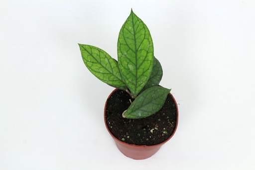 [HO-169] Hoya Water-Drop (Irina) EPC964 هويا قطرة الماء (إيرينا) EPC964