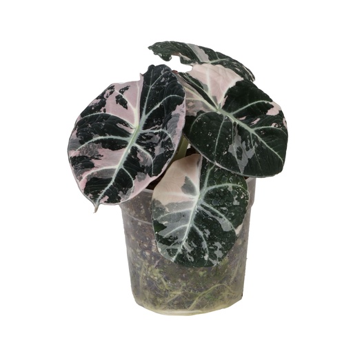 [A-29] Alocasia Black Velvet Pink Albo Variegated ألوكاسيا مخمل أسود وردي ألبو متعدد الألوان