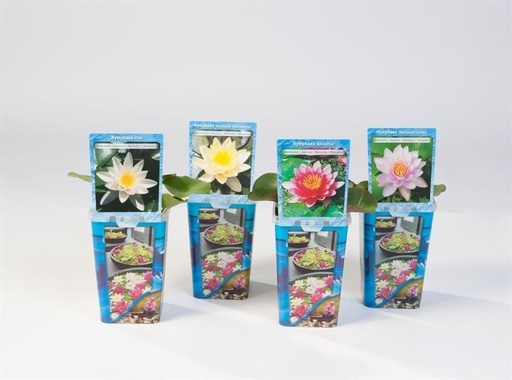 [WL-10] Nymphaea Waterlilies 