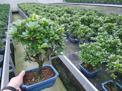 [1814-1] Rhododendron Bonsai Tree شجرة بونساي رودودندرون