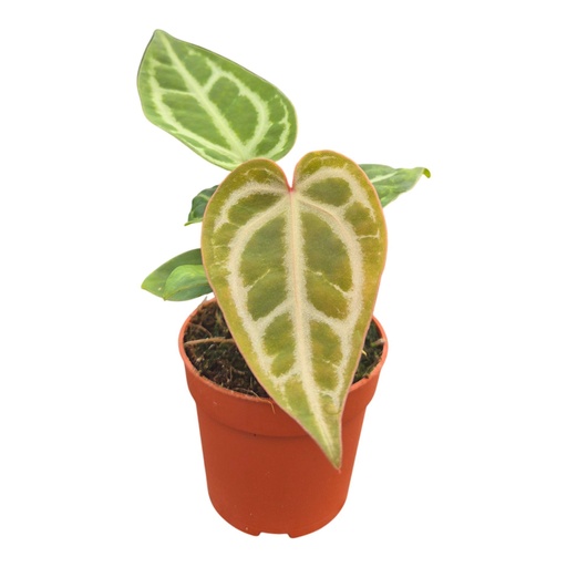 [AN-22] Anthurium Snow Queen - 7/10