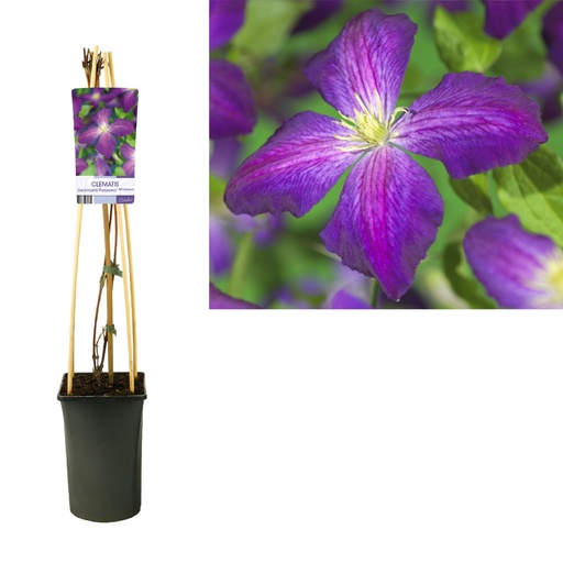 [CP-1731] Clematis Jackmanii Purpurea كليماتيس جاكمانيي البنفسجية