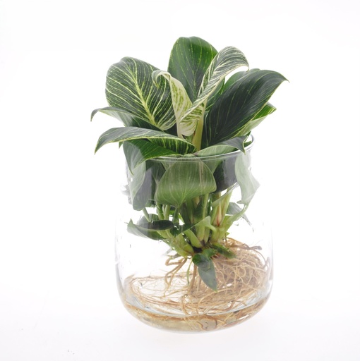 [PH-1865-1] Philodendron 'Birkin on water' فيلودندرون بيركين في الماء