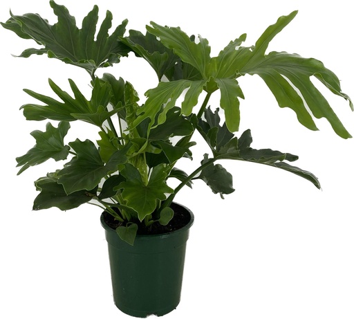 [PH-1100] Philodendron Little Hope