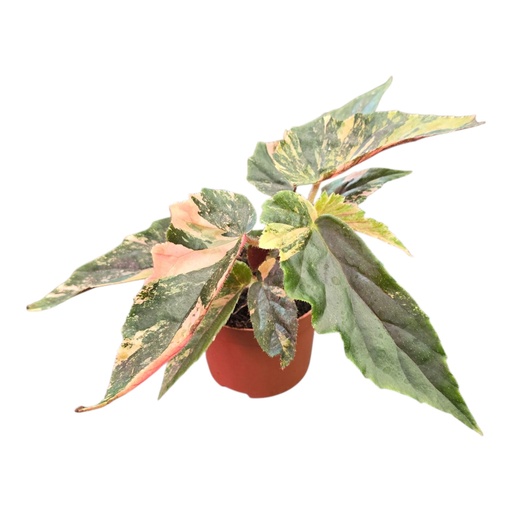 [B-76] Begonia Ginny Galaxy Variegata بيغونيا جيني غالاكسي فاريغاتا