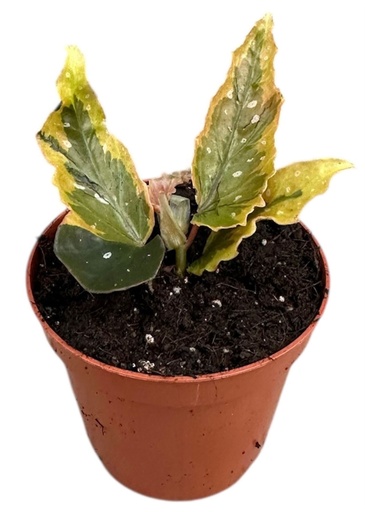 [B-77] Begonia Dainty Spray Sport Variegated بيغونيا رذاذ رقيق متعددة الألوان