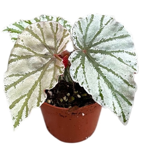 [B-78] Begonia Looking Glass
