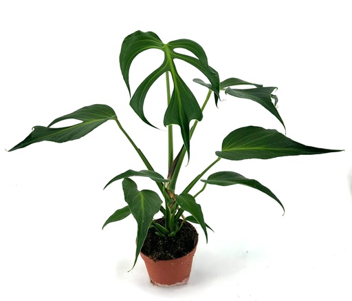 [MF-001-2] Monstera Burle Marx Flame مونستيرا بورلي ماركس فليم