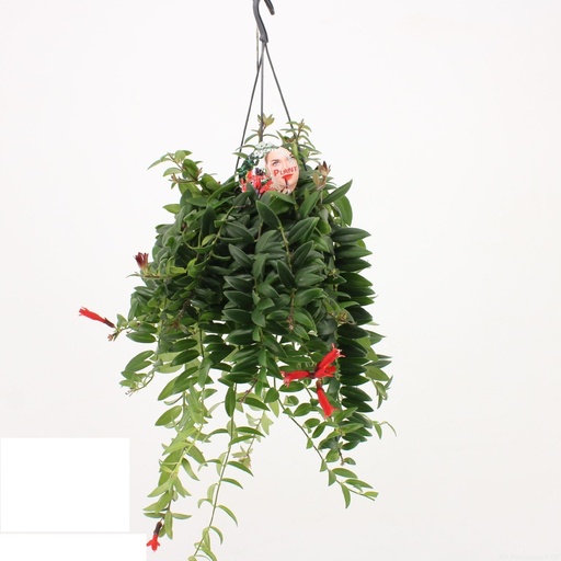 [1849] Aeschynanthus Caro - Lipstick Plant - 15/35 أيشينانثوس كارو - نبتة أحمر الشفاه - 15/35