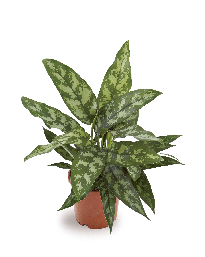 [1850] Aglaonema Maria أغلاونيما ماريا